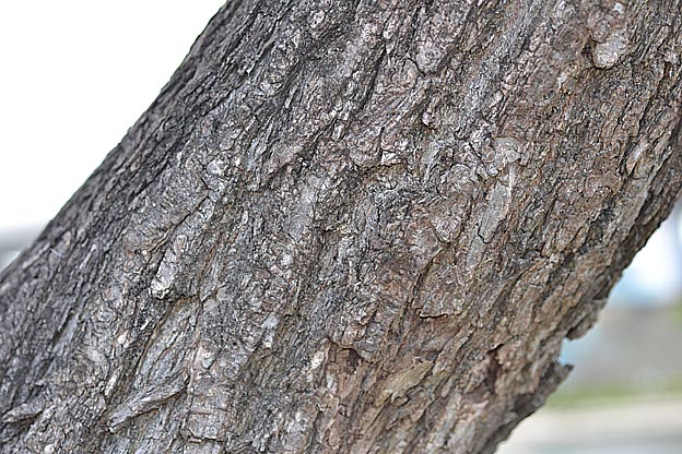 ジャヤナギの幹の樹皮