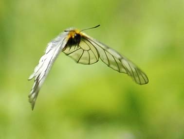 ウスバシロチョウの飛翔…１
