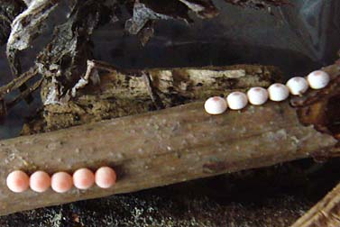 ウスバシロチョウの卵…産卵後の比較