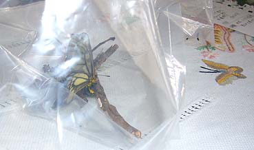 ビニール袋の中で産卵するウスバシロチョウ