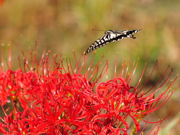 ヒガンバナの上を飛ぶアゲハチョウ