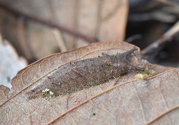 ゴマダラチョウの越冬幼虫の写真む