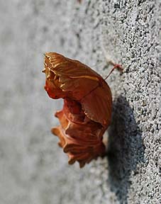 ジャコウアゲハの蛹(殻)