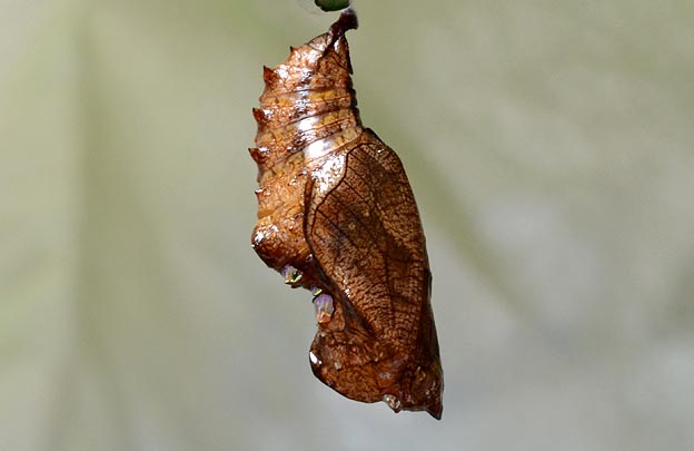 メスグロヒョウモンの蛹