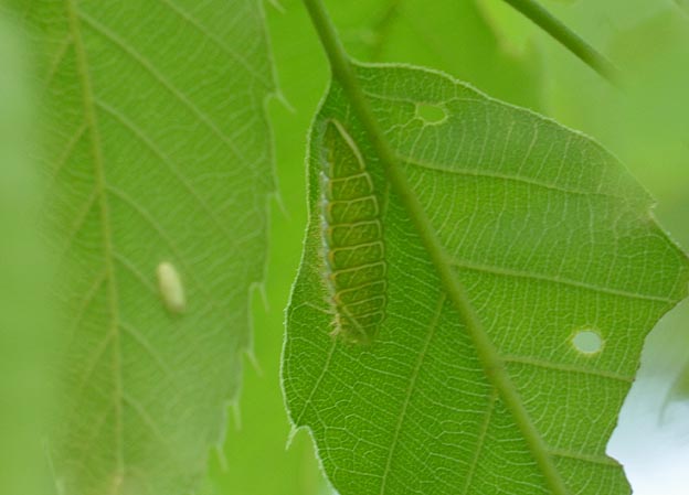 クヌギの葉裏のミズイロオナガシジミ幼虫