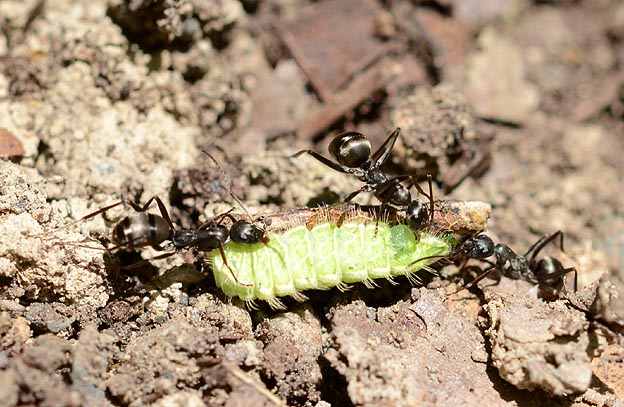 ハヤシクロヤマアリに運ばれるミズイロオナガシジミの幼虫