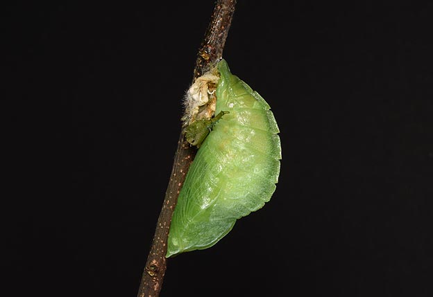 蛹化当日のオオムラサキの蛹の写真
