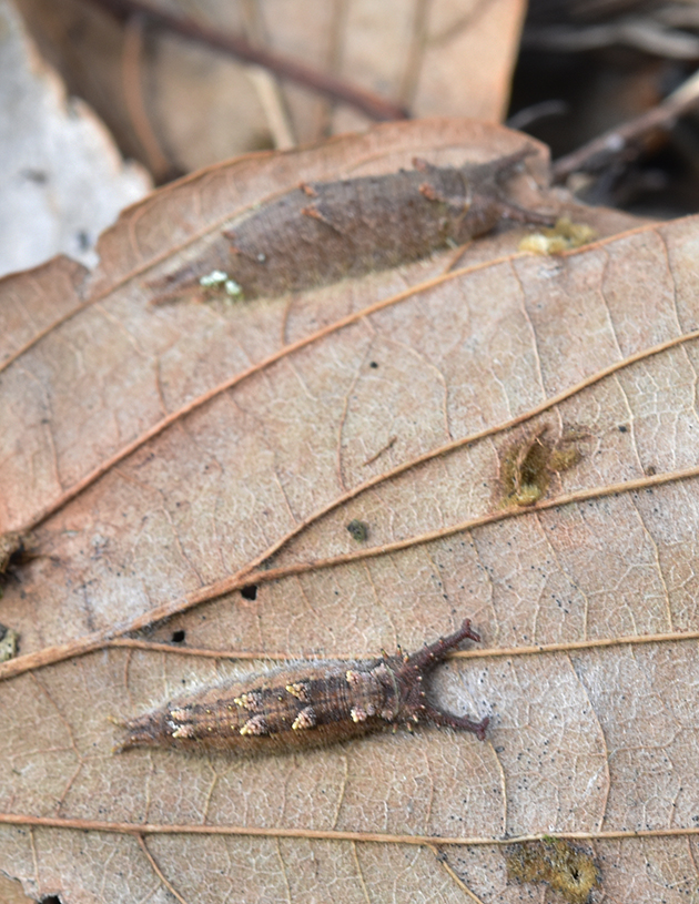 オオムラサキとゴマダラチョウの越冬幼虫の比較写真