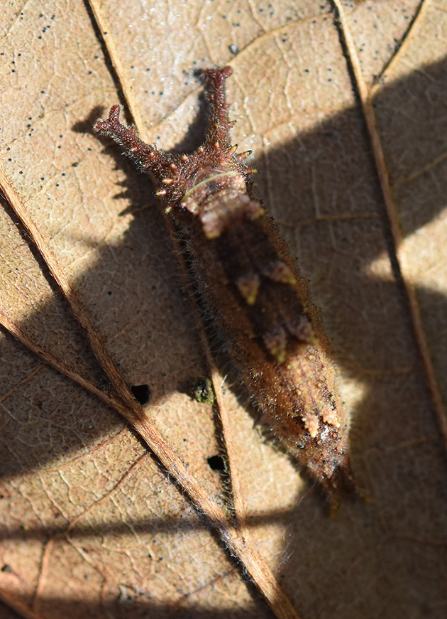 越冬中のオオムラサキの幼虫の写真