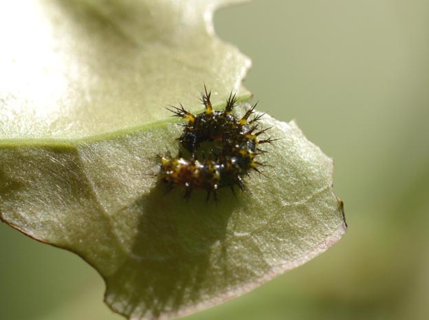 ルリタテハの幼虫の写真