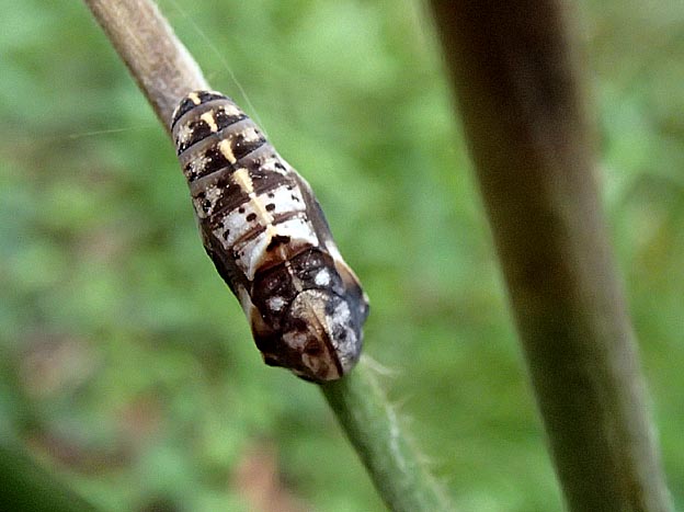 テングチョウの蛹の写真