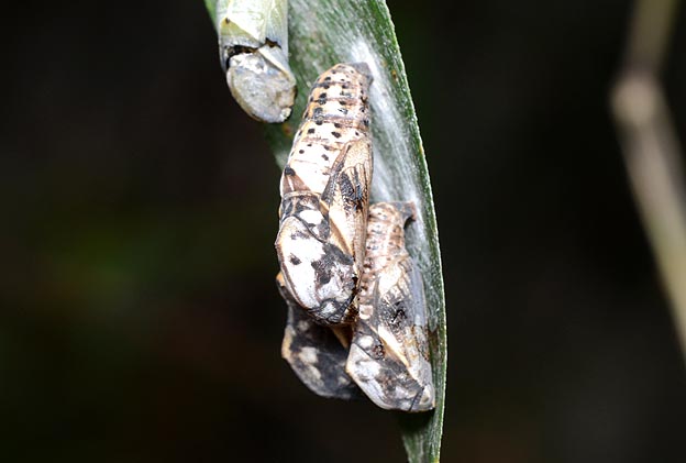 重なり合ったテングチョウの蛹