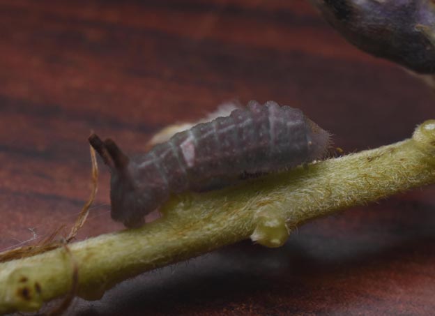 ウラギンシジミの幼虫の写真