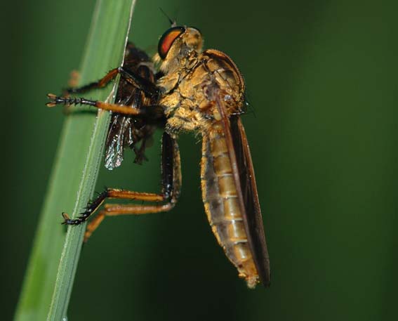 甲虫を捕食するアオメアブ