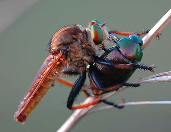 甲虫を捕まえたアオメアブ