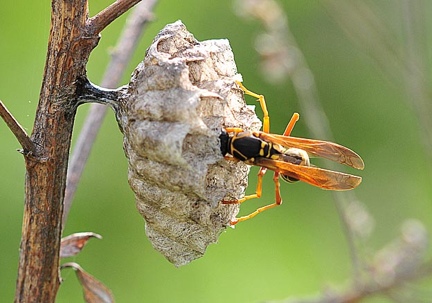幼虫の世話をするフタモンアシナガバチ