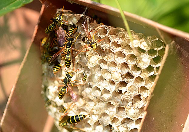 オスがいるフタモンアシナガバチの巣