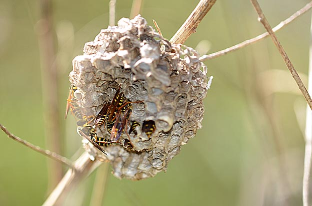秋のフタモンアシナガバチの巣