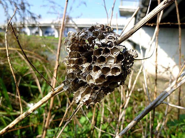 空になったフタモンアシナガバチの巣