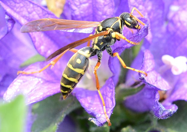 花の蜜を吸うフタモンアシナガバチ