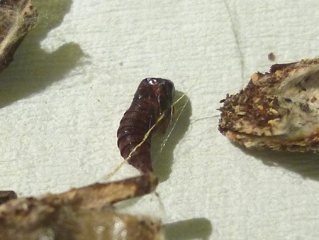 チャミノガのオスの蛹