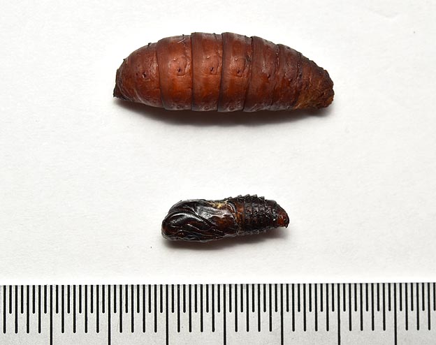 チャミノガのオスとメスの蛹の比較写真