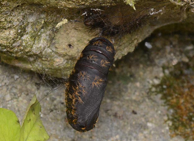 マイマイガの蛹の写真