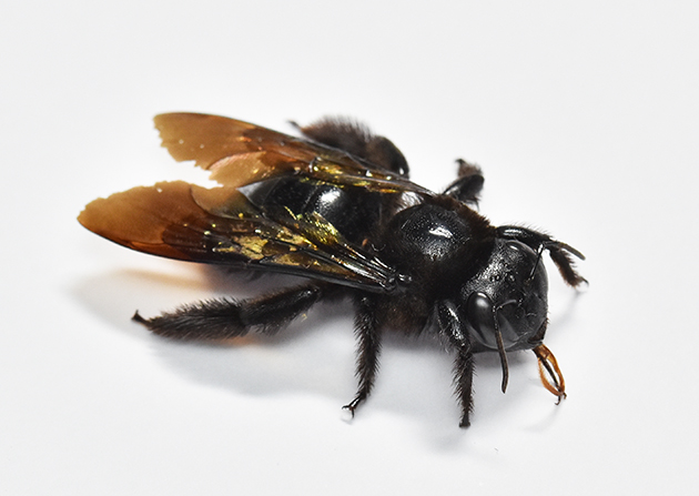 タイワンタケクマバチ…北摂の生き物