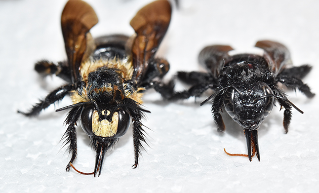 昆虫標本 タイワンタケクマバチ 雌雄同体型 - 虫類用品