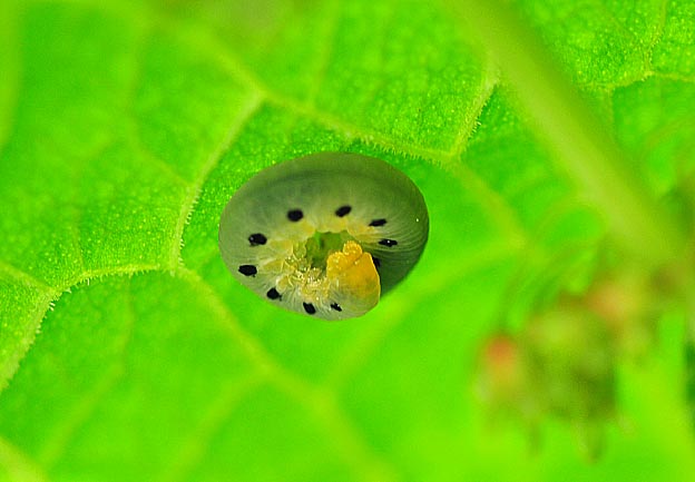 ギシギシの葉裏に潜むハグロハバチの幼虫