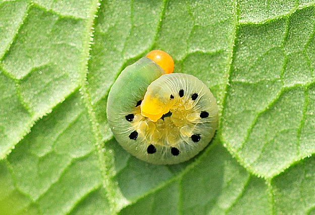 ハグロハバチの幼虫の写真
