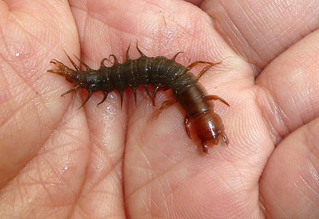 ヘビトンボの幼虫の写真
