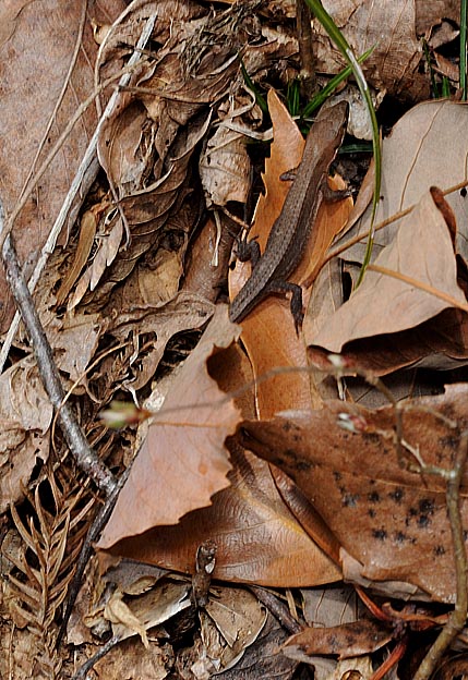 越冬後のニホンカナヘビ