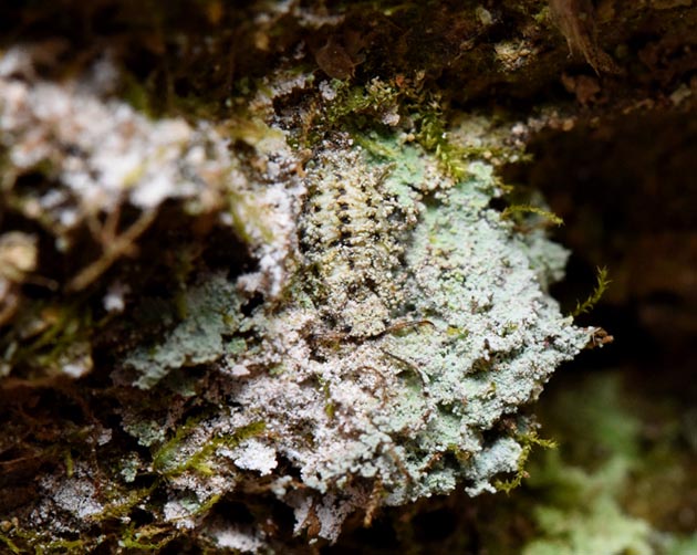 地衣類で身を隠すコマダラウスバカゲロウの幼虫