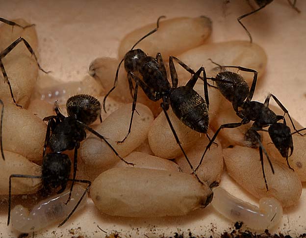 幼虫や蛹の世話をするクロオオアリの働きアリ