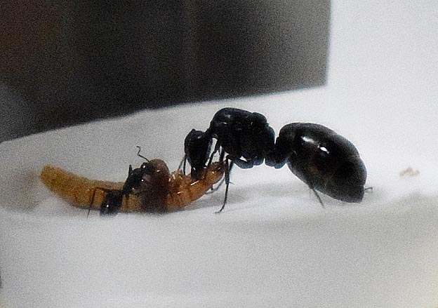 ミルワームを食べるクロオオアリの新女王アリの写真