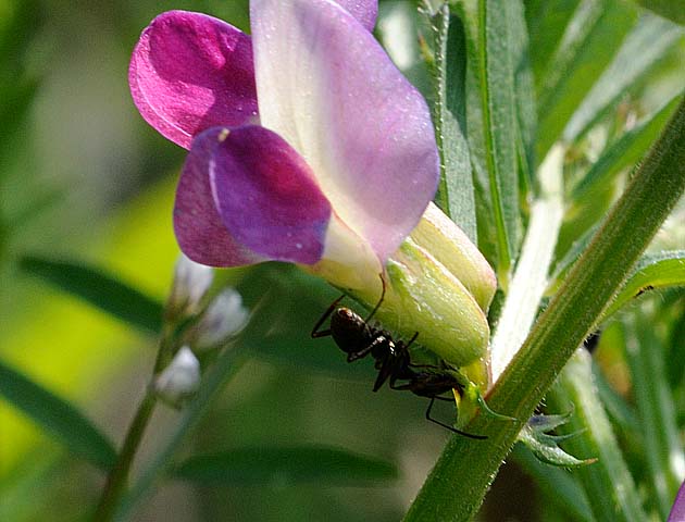 カラスノエンドウの蜜を吸うクロヤマアリ