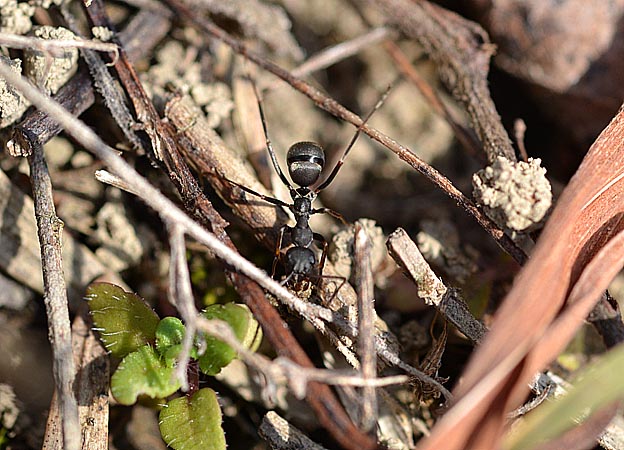 巣から土を運び出すクロヤマアリ