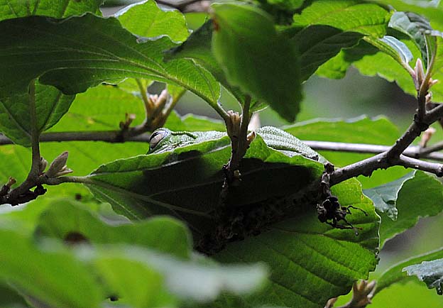 葉の上で休むモリアオガエル