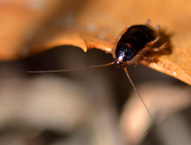 モリチャバネゴキブリの幼虫