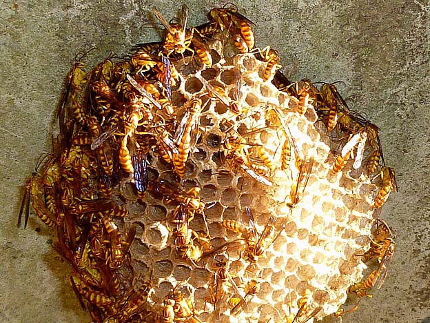 ムモンホソアシナガバチの巣