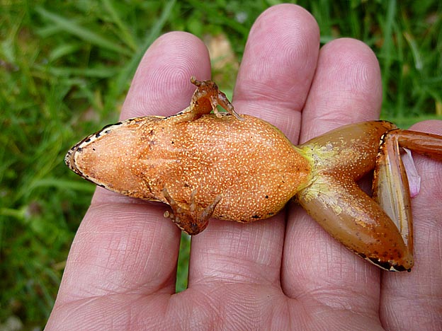 ニホンアカガエルの繁殖期の色が出た腹部