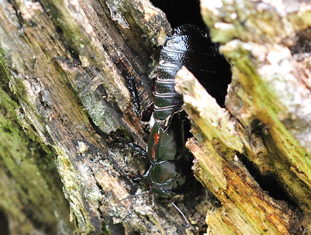 朽木の隙間に入るオオゴキブリ
