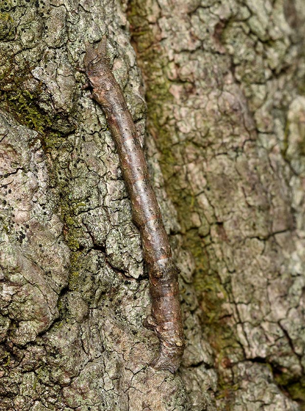 トビモンオオエダシャクの幼虫の写真
