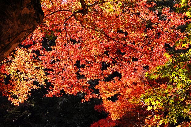 箕面滝道の紅葉