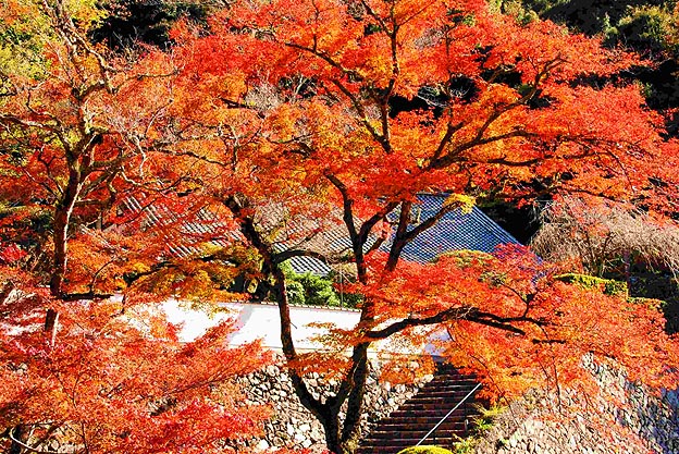 箕面のお寺の紅葉