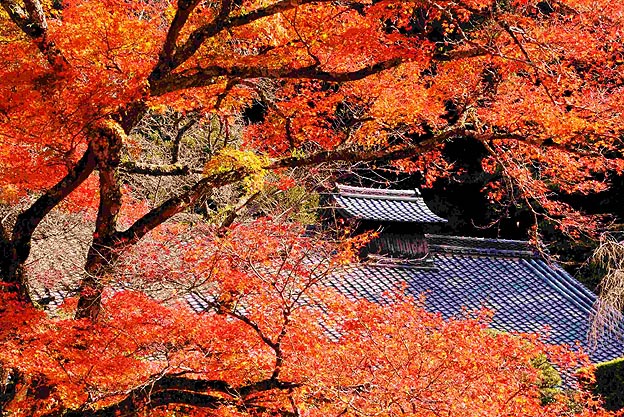 箕面のお寺の紅葉