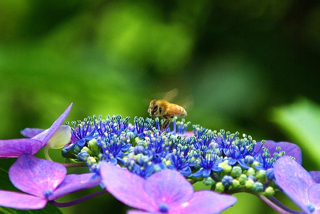 頼光寺の紫陽花とセイヨウミツバチ