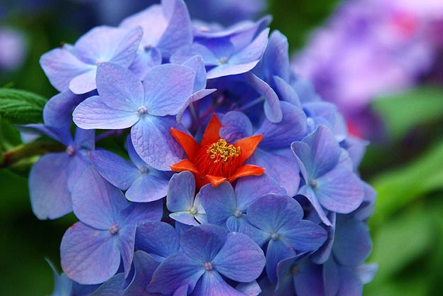 頼光寺の紫陽花