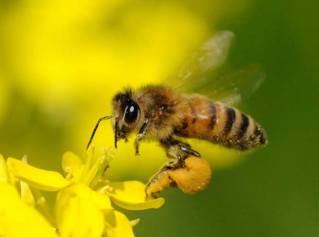アブラナに来たセイヨウミツバチの写真